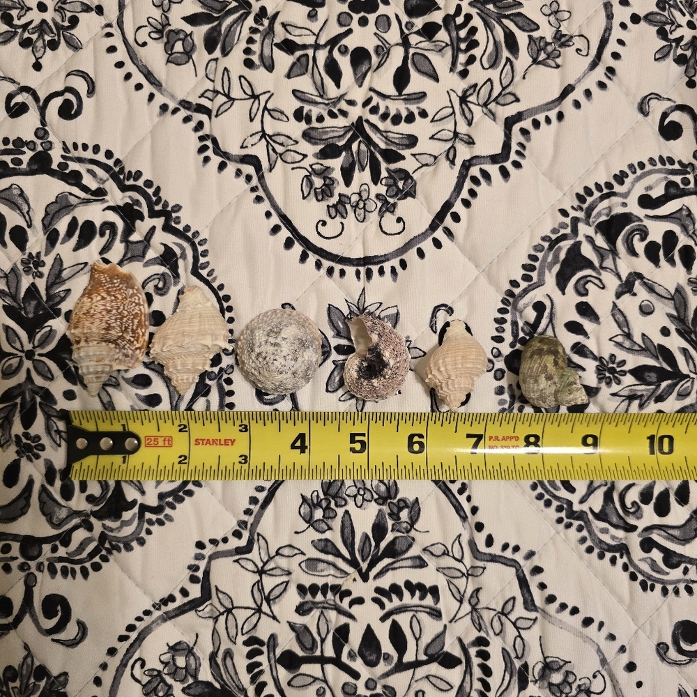 Assorted Seashell Collection 16 Pieces - Picture 11 of 11